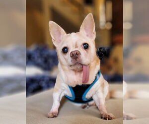 Chihuahua-Unknown Mix Dogs for adoption in San Diego, CA, USA