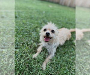 Mutt Dogs for adoption in Grafton, WI, USA