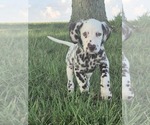 Small #2 Dalmatian