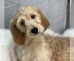 Irish Doodle Puppy for sale in DUNDEE, OH, USA