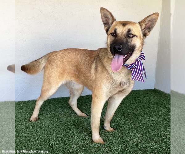 Medium Photo #3 German Shepherd Dog-Unknown Mix Puppy For Sale in San Diego, CA, USA
