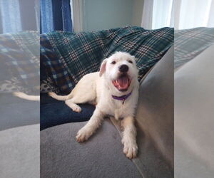 Mutt Dogs for adoption in Gloversville, NY, USA