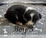 Small #12 Miniature Australian Shepherd