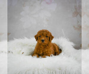 Goldendoodle (Miniature) Dog for Adoption in ITASCA, Texas USA