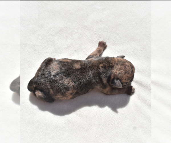 Medium Photo #5 Pug Puppy For Sale in PALM COAST, FL, USA