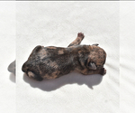 Small #4 Pug