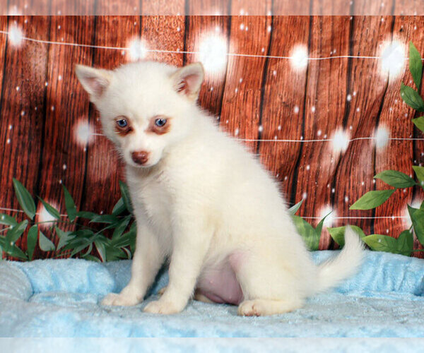 Medium Photo #1 Pomsky Puppy For Sale in PENNS CREEK, PA, USA