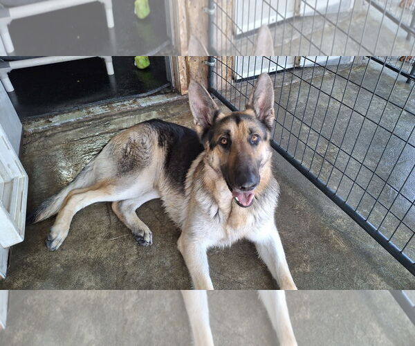 Medium Photo #40 German Shepherd Dog Puppy For Sale in Sebec, ME, USA