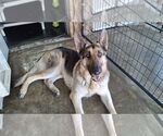 Small #39 German Shepherd Dog