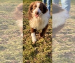 Small Photo #1 Australian Shepherd Puppy For Sale in WHITAKERS, NC, USA