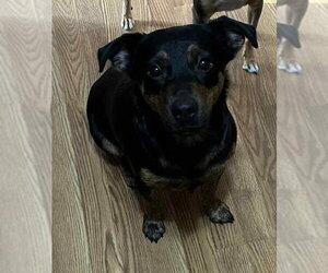 BettyLou Boots - Female Labrador Retriever-Unknown Mix Dog for Adoption - Photo #7