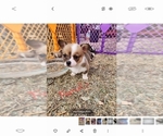 Small Photo #8 Pembroke Welsh Corgi Puppy For Sale in BENTS FORT, CO, USA