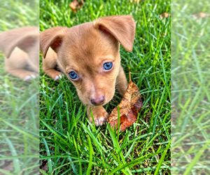 Scarlett - Female Chihuahua-Unknown Mix Dog for Adoption - Photo #3