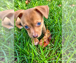 Small #2 Chihuahua Mix