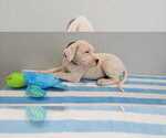 Small Photo #40 Dogo Argentino Puppy For Sale in BROOMALL, PA, USA