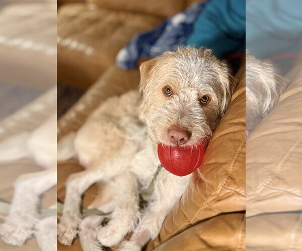 Medium Photo #8 Spinone Italiano-Unknown Mix Puppy For Sale in Sandy, UT, USA