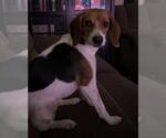 Small Beagle