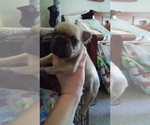 Small Photo #3 French Bulldog Puppy For Sale in NEW WAVERLY, TX, USA