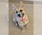 Small German Shepherd Dog Mix