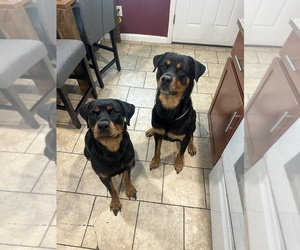 Mother of the Rottweiler puppies born on 06/10/2026