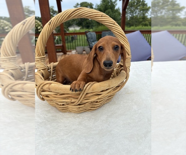 Medium Photo #4 Dachshund Puppy For Sale in GREENFIELD, IN, USA