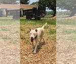 Small #7 Bull Terrier Mix