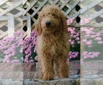 Small Photo #2 Goldendoodle Puppy For Sale in NAPPANEE, IN, USA