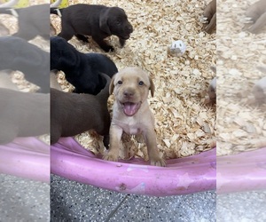 Labrador Retriever Puppy for Sale in CONCORD, Virginia USA