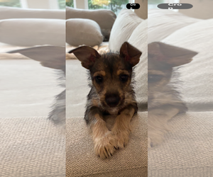 Mutt Dogs for adoption in The Woodlands, TX, USA