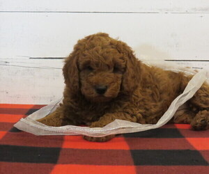 Goldendoodle (Miniature) Puppy for sale in HANCOCK, MN, USA