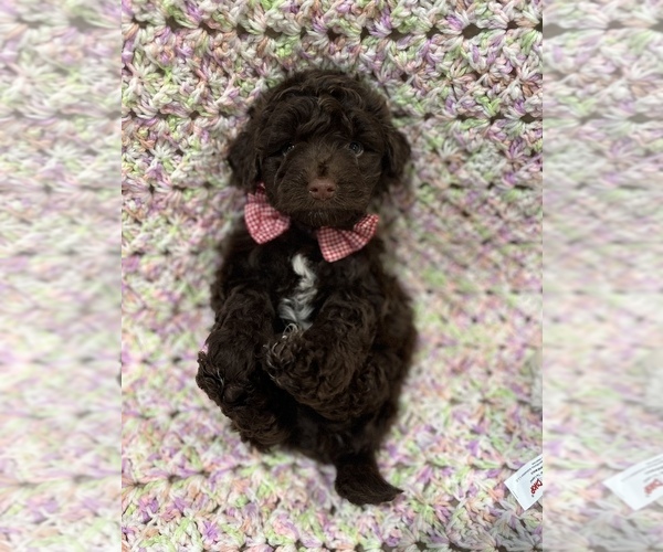 Medium Photo #2 Maltipoo Puppy For Sale in VALLEY CENTER, CA, USA