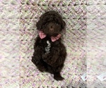 Small Photo #2 Maltipoo Puppy For Sale in VALLEY CENTER, CA, USA