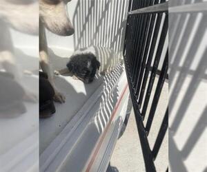 Chihuahua Dogs for adoption in Houston, TX, USA