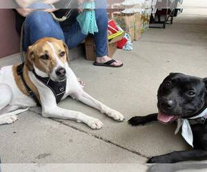 Pru (special needs) - Female Staffordshire Bull Terrier-Unknown Mix Dog for Adoption - Photo #11