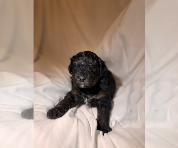 Medium Photo #99 Miniature Bernedoodle Puppy For Sale in AUBURNDALE, FL, USA