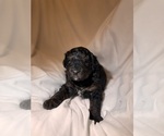 Small Photo #99 Miniature Bernedoodle Puppy For Sale in AUBURNDALE, FL, USA