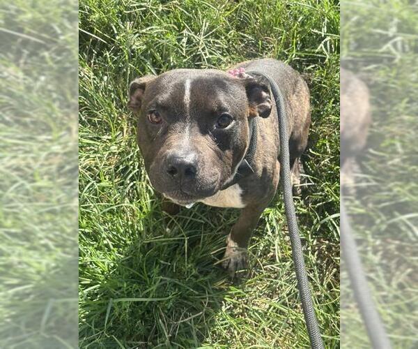 Medium Photo #2 Mutt Puppy For Sale in Forestville, MD, USA