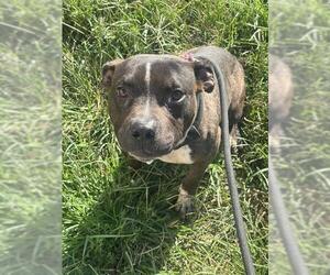 *HART - Male Mutt Dog for Adoption - Photo #2