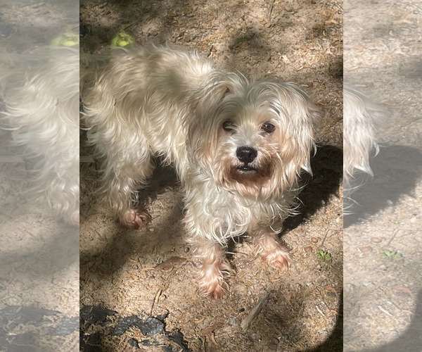 Medium Photo #1 Shih-Poo Puppy For Sale in Social Circle, GA, USA