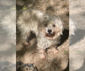 Shih-Poo Dogs for adoption in Social Circle, GA, USA