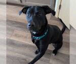 Small Labrador Retriever Mix