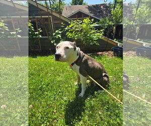 Harlow - Female American Pit Bull Terrier Dog for Adoption - Photo #6