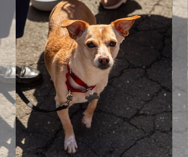 Medium Photo #6 Chihuahua-Unknown Mix Puppy For Sale in Canton, CT, USA