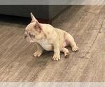 Small Photo #6 French Bulldog Puppy For Sale in DOWNEY, CA, USA