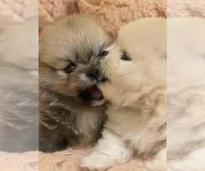 Pomeranian Puppy for Sale in BRICK, New Jersey USA