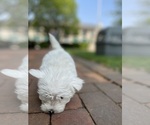 Small #11 West Highland White Terrier