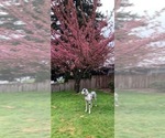 Small Photo #9 Great Dane Puppy For Sale in SALEM, OR, USA
