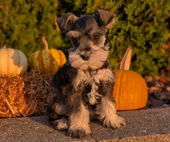 Medium Photo #4 Schnauzer (Miniature) Puppy For Sale in GOSHEN, IN, USA