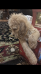 Small Photo #1 Poodle (Standard)-Spinone Italiano Mix Puppy For Sale in CLEVELAND, OH, USA