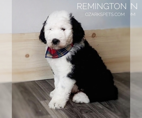 Medium Photo #8 Sheepadoodle Puppy For Sale in SEYMOUR, MO, USA